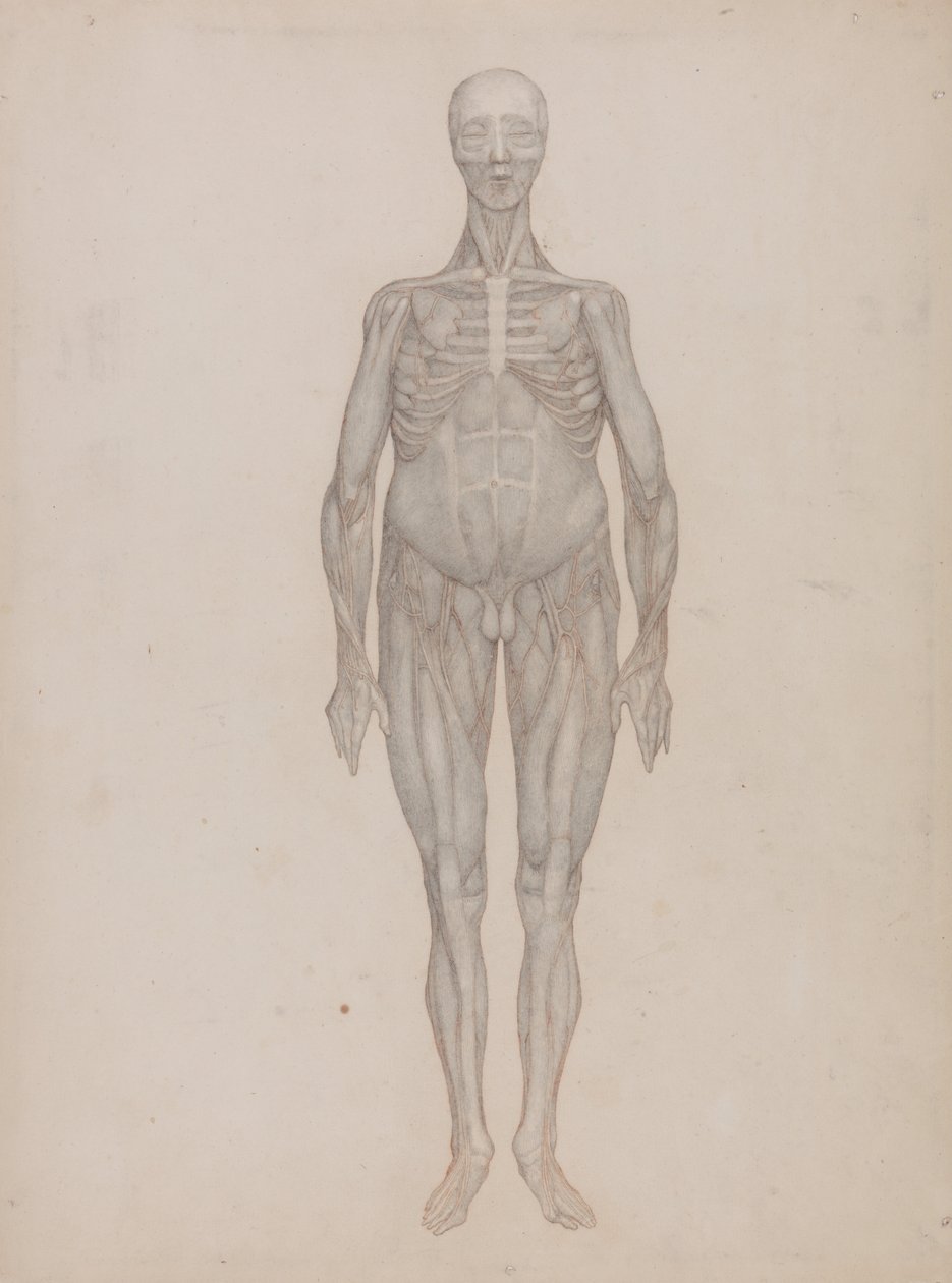 En jämförande anatomisk framställning av människokroppens struktur med den hos en tiger och en vanlig höna: Human Figure, Anterior View (Avsedd för en plansch som aldrig publicerades) av George Stubbs