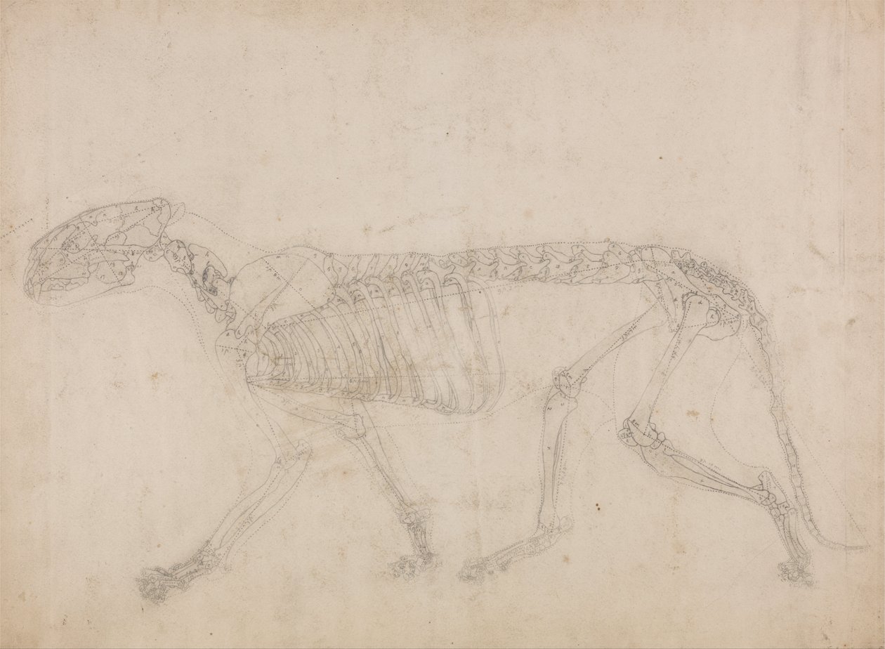 En jämförande anatomisk framställning av människokroppens struktur med tigerns och en vanlig hönas: Tiger Skeleton, Lateral View (Förmodligen den främsta studien av skelettet) av George Stubbs