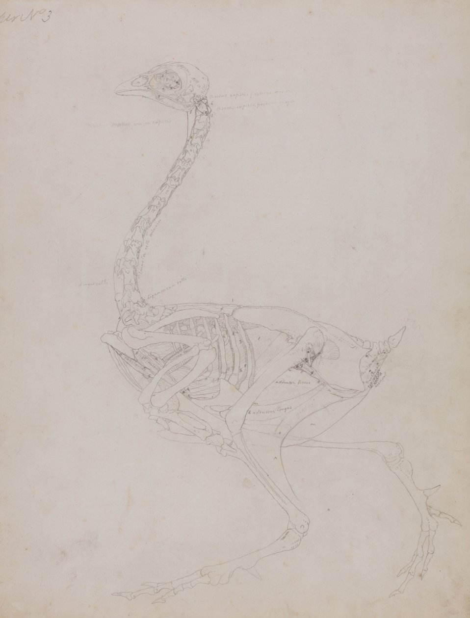 En jämförande anatomisk framställning av människokroppens struktur med tigerns och hönsfågelns:  Hönskropp, vy från sidan av George Stubbs