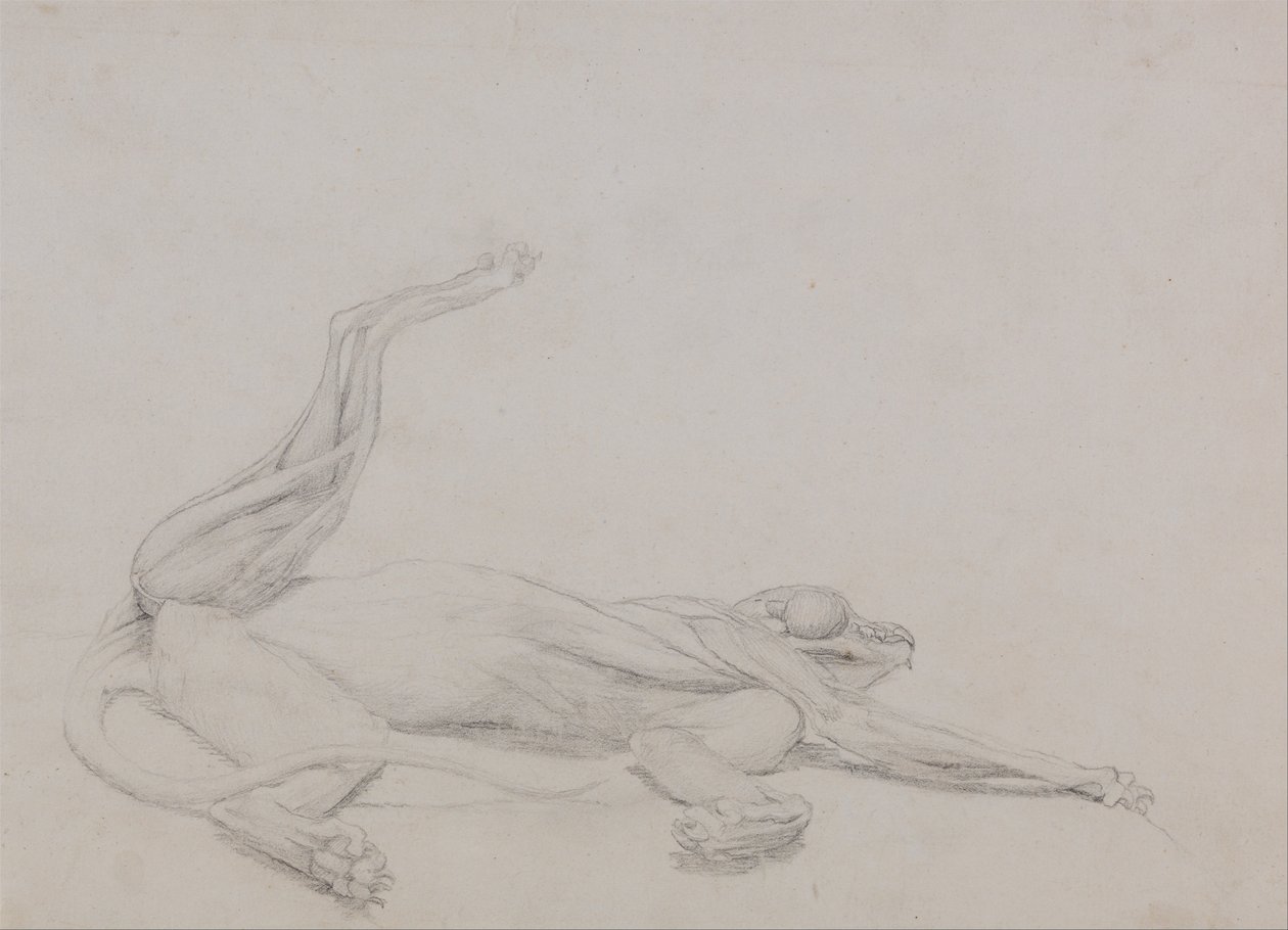 En jämförande anatomisk framställning av människokroppens struktur, en tigerkropp och en vanlig hönsfågel:  Tigerkropp, liggande, betraktad ventralt av George Stubbs
