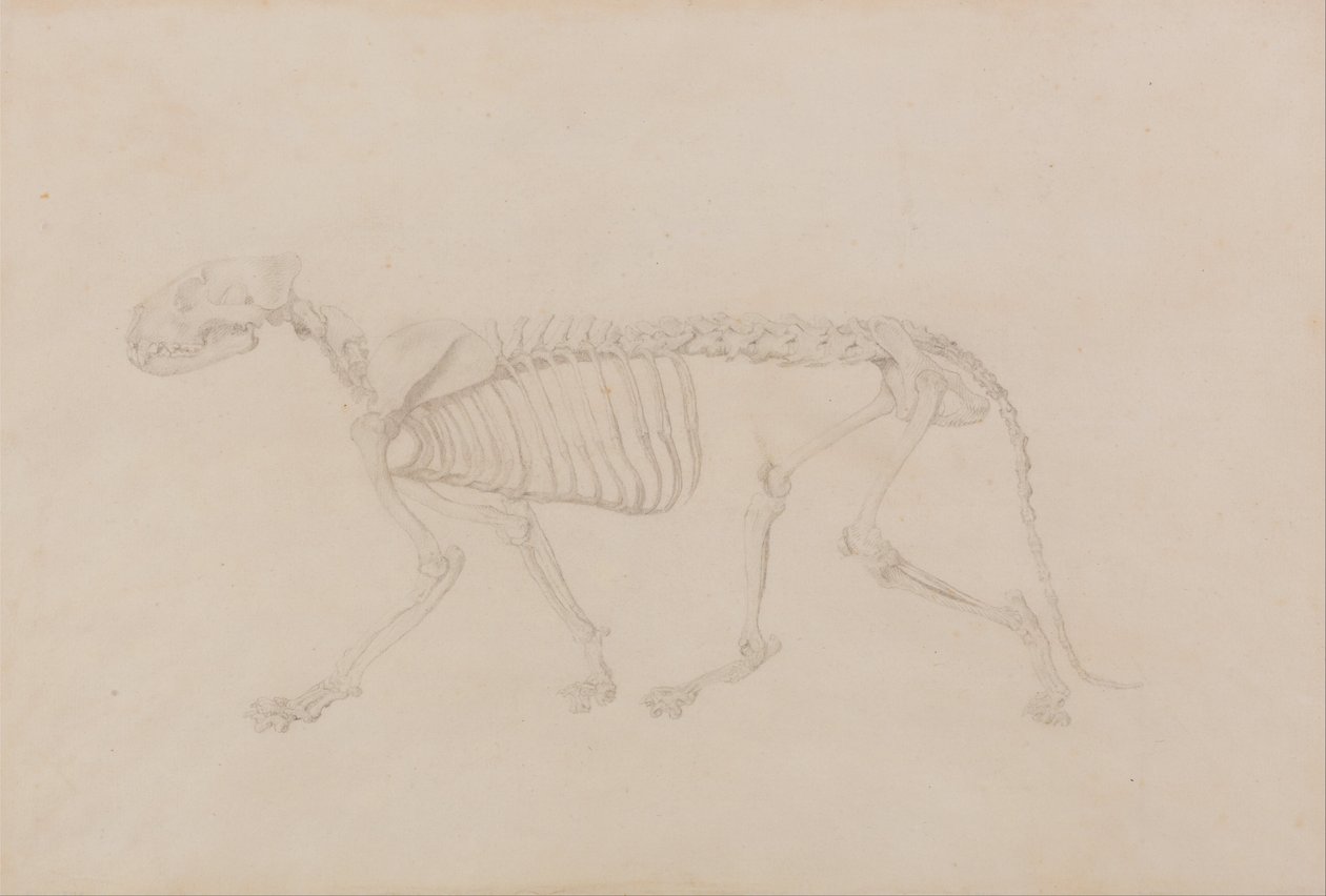 En jämförande anatomisk framställning av människokroppens struktur med tigerns och en vanlig hönas: Tigerskelett, sidovy (Mycket färdig studie för tabell IV) av George Stubbs