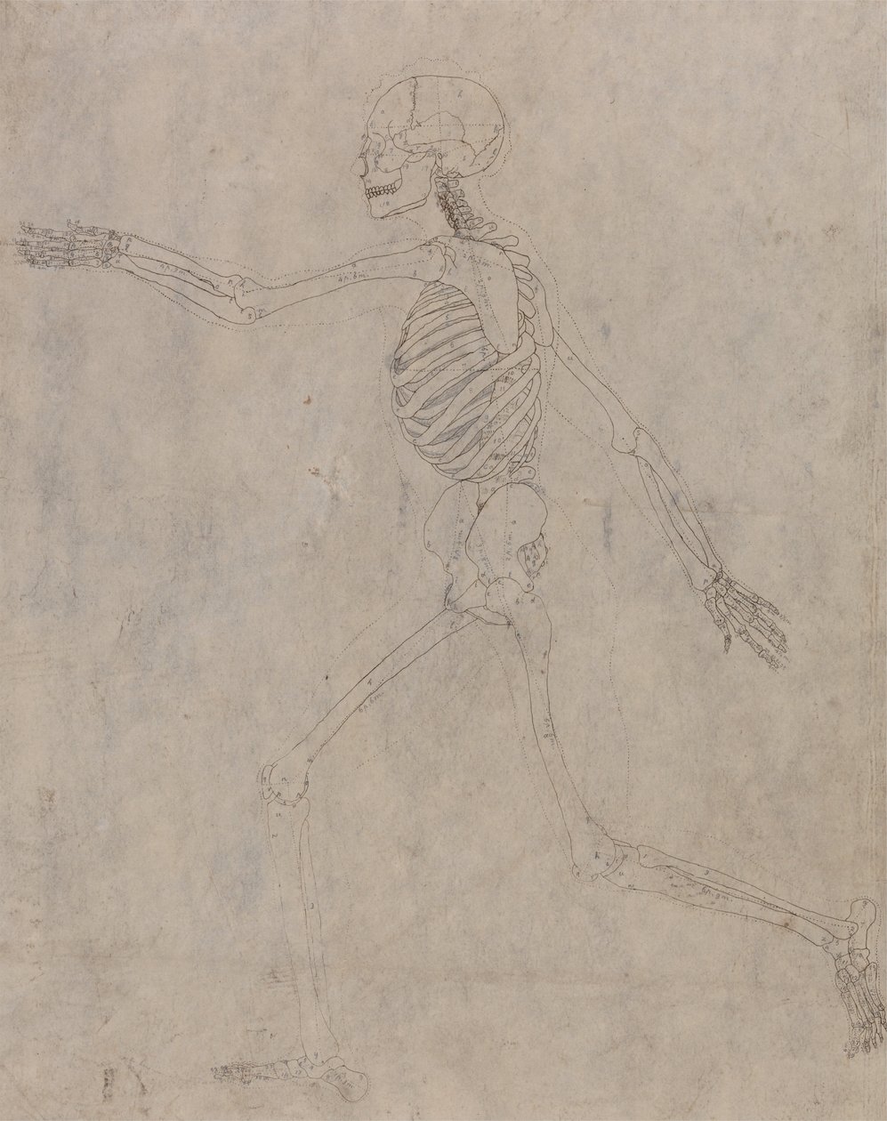 En jämförande anatomisk framställning av människokroppens struktur med tigerns och den vanliga fågelns: Människans skelett, vy från sidan av George Stubbs
