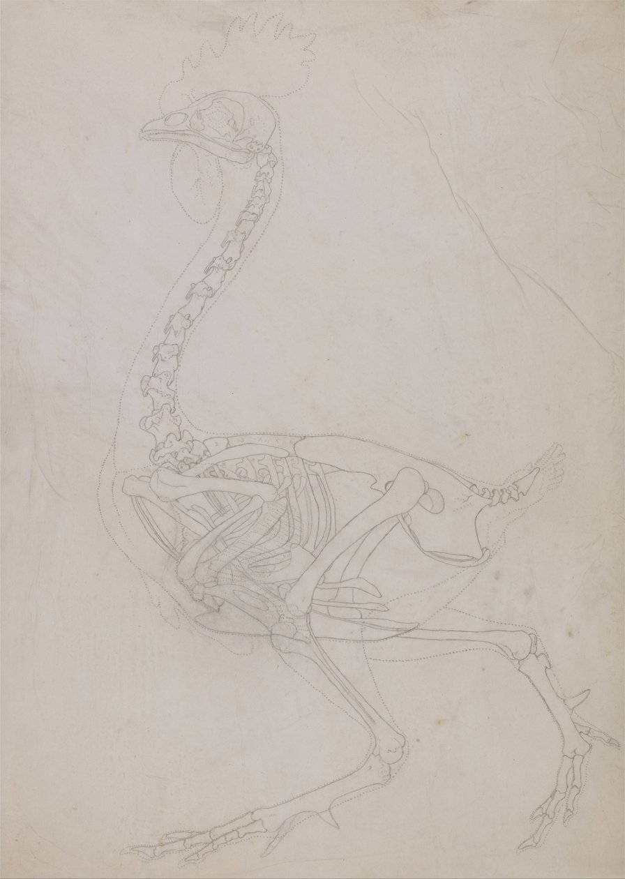 En jämförande anatomisk framställning av människokroppens struktur med tigerns och den vanliga fågelns:  Fjäderfäskelett, vy från sidan (översiktsteckning) av George Stubbs