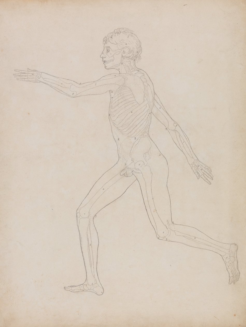 En jämförande anatomisk framställning av människokroppens struktur med tigerns och den vanliga fågelns: Människofigur, vy från sidan av George Stubbs