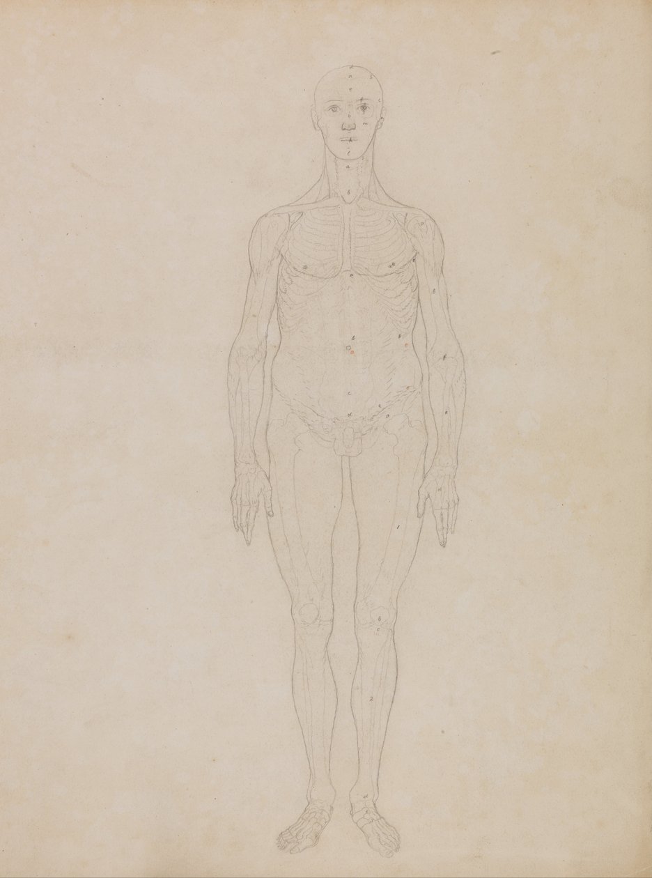 En jämförande anatomisk framställning av människokroppens struktur i förhållande till tigerns och den vanliga fågelns: Studie av människofiguren, framifrån (Förmodligen relaterad till tabell XI) av George Stubbs