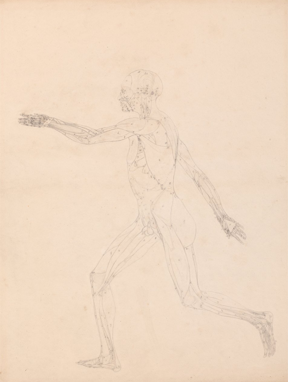 En jämförande anatomisk framställning av människokroppens struktur med tigerns och den vanliga fågelns: Människofigur, vy från sidan (För nyckeltalet till tabell XIII) av George Stubbs
