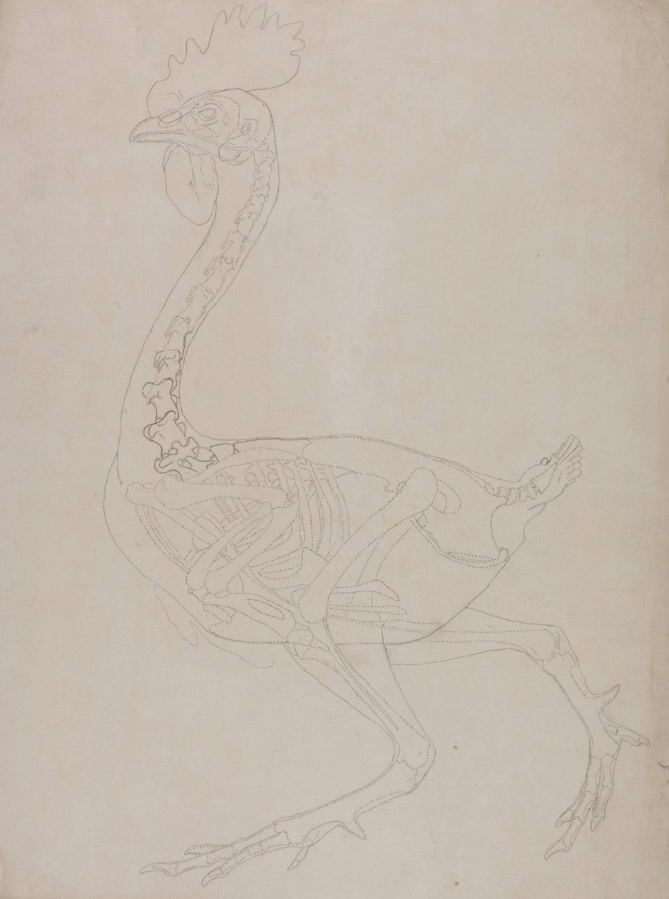 En jämförande anatomisk framställning av människokroppens struktur med tigerns och en vanlig hönas:  Skelett av höns, vy från sidan av George Stubbs