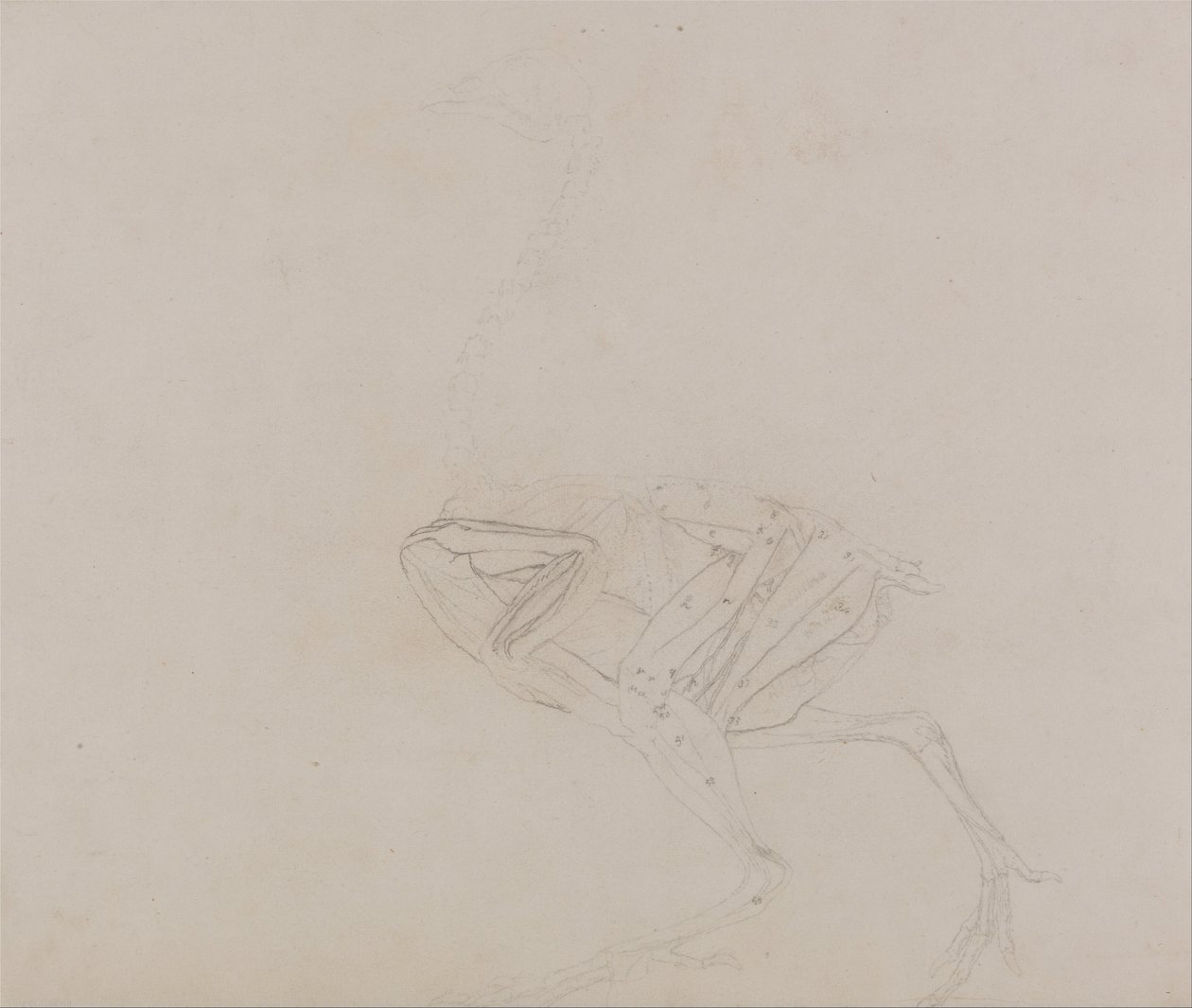 En jämförande anatomisk framställning av människokroppens struktur med tigerns och en vanlig hönas:  Dorking Hen Body, Lateral View (Studie av kroppens och extremiteternas muskler i ett senare skede av dissektionen) av George Stubbs