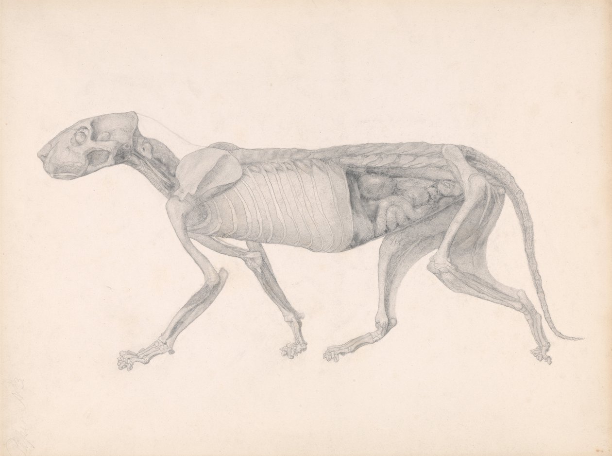 En jämförande anatomisk framställning av människokroppens struktur med tigerns och en vanlig hönsfågel: Tigerkropp, sidovy (studie för en opublicerad tabell; visar ett sent stadium i dissektionen) av George Stubbs