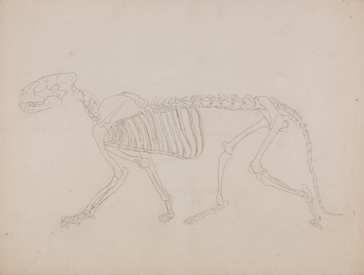 En jämförande anatomisk framställning av människokroppens struktur med tigerns och en vanlig hönas: Tigerskelett, vy från sidan av George Stubbs