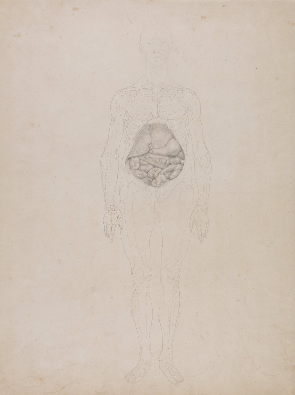 En jämförande anatomisk framställning av människokroppens struktur jämfört med en tiger och en vanlig höna: Människofigur, vy framifrån (konturteckning) av George Stubbs