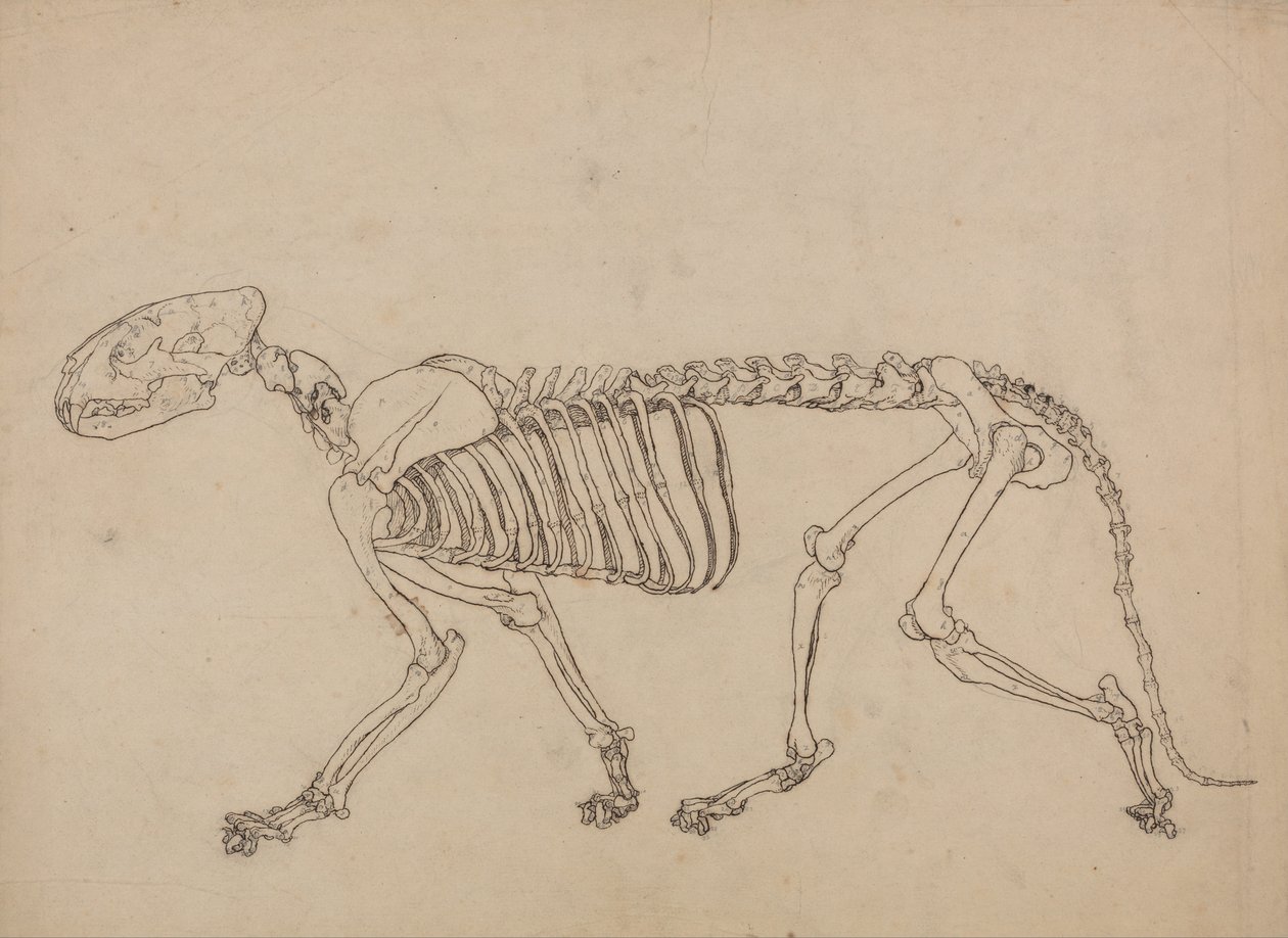 En jämförande anatomisk framställning av människokroppens struktur med tigerns och en vanlig hönas: Tigerskelett, sidovy (Studie för nyckeltalet till tabell IV) av George Stubbs