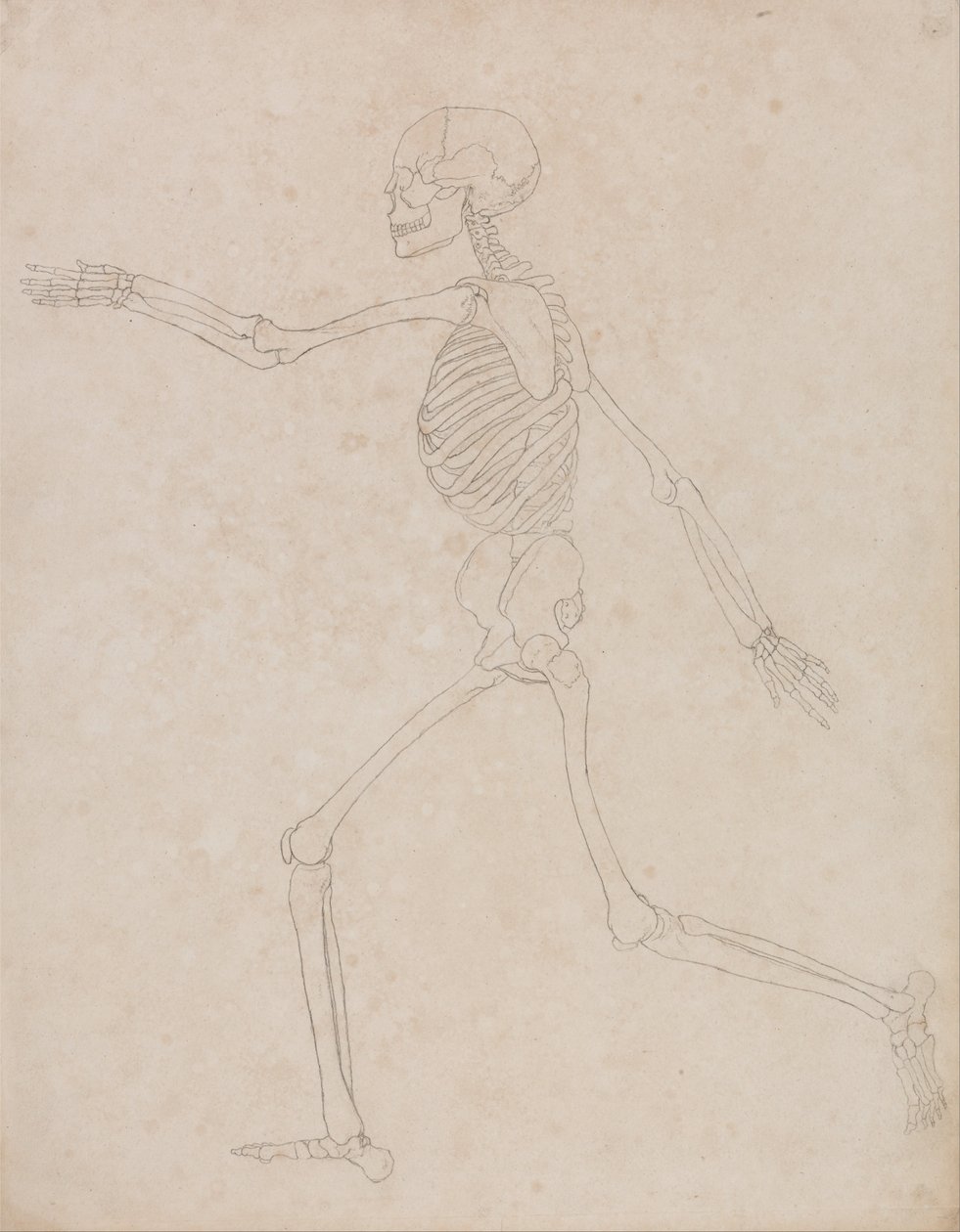 En jämförande anatomisk framställning av människokroppens struktur i förhållande till tigerns och fågelns: Human Skeleton, Lateral View (Kan ursprungligen ha förberetts för att användas som nyckelfigur till tabell III men övergavs senare) av George Stubbs