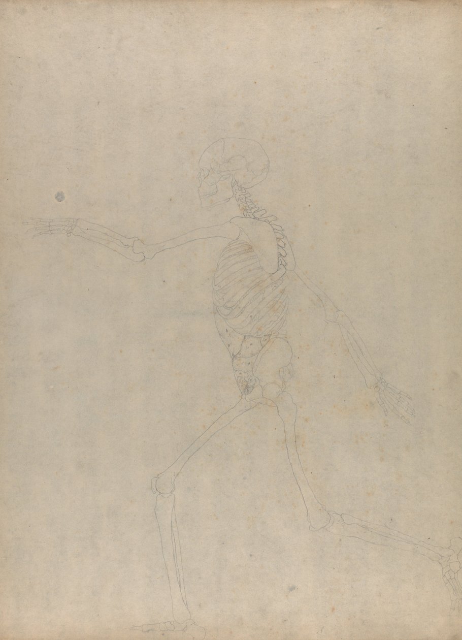 En jämförande anatomisk framställning av människokroppens struktur med en tiger och en vanlig höna: Human Skeleton, Lateral View (Studie för en nyckelfigur till en opublicerad tabell som visar bukens inälvor) av George Stubbs