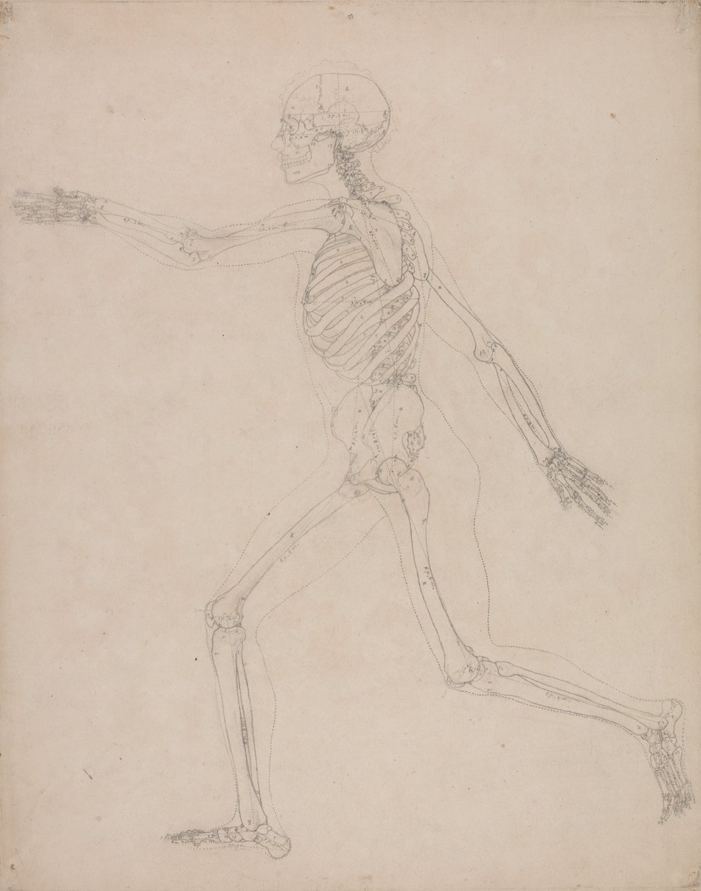 En jämförande anatomisk framställning av människokroppens struktur med tigerns och den vanliga fågelns: Människans skelett, vy från sidan av George Stubbs
