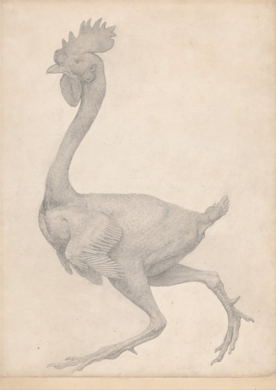 En jämförande anatomisk framställning av människokroppens struktur med tigerns och en vanlig hönas: Höns, sidovy med de flesta fjädrarna borttagna (Färdig studie för bord X) av George Stubbs
