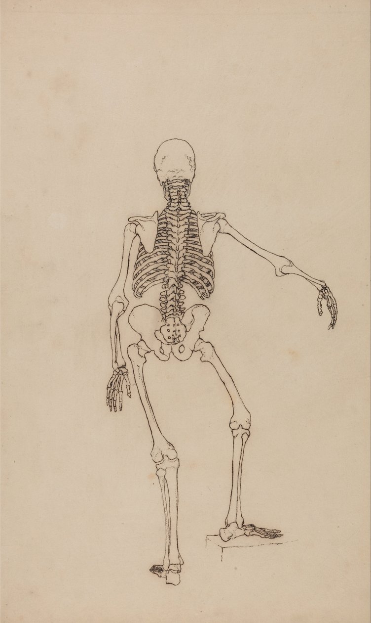 En jämförande anatomisk framställning av människokroppens struktur med den hos en tiger och en vanlig fågel: Människans skelett, vy bakifrån av George Stubbs