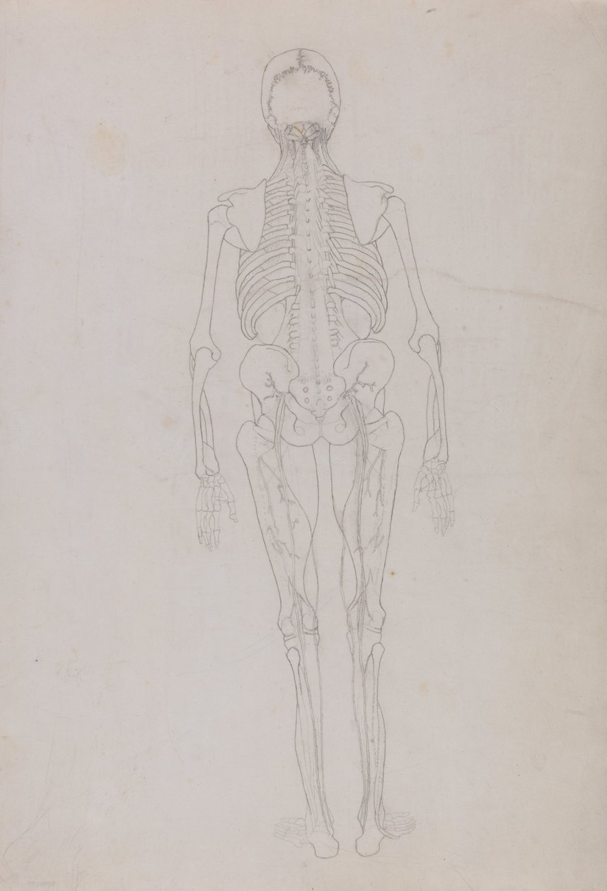 En jämförande anatomisk framställning av människokroppens struktur med tigerns och den vanliga fågelns: Human Figure, Posterior View (Översiktsritning för en nyckelfigur som visar slutskedet av dissektionen) av George Stubbs