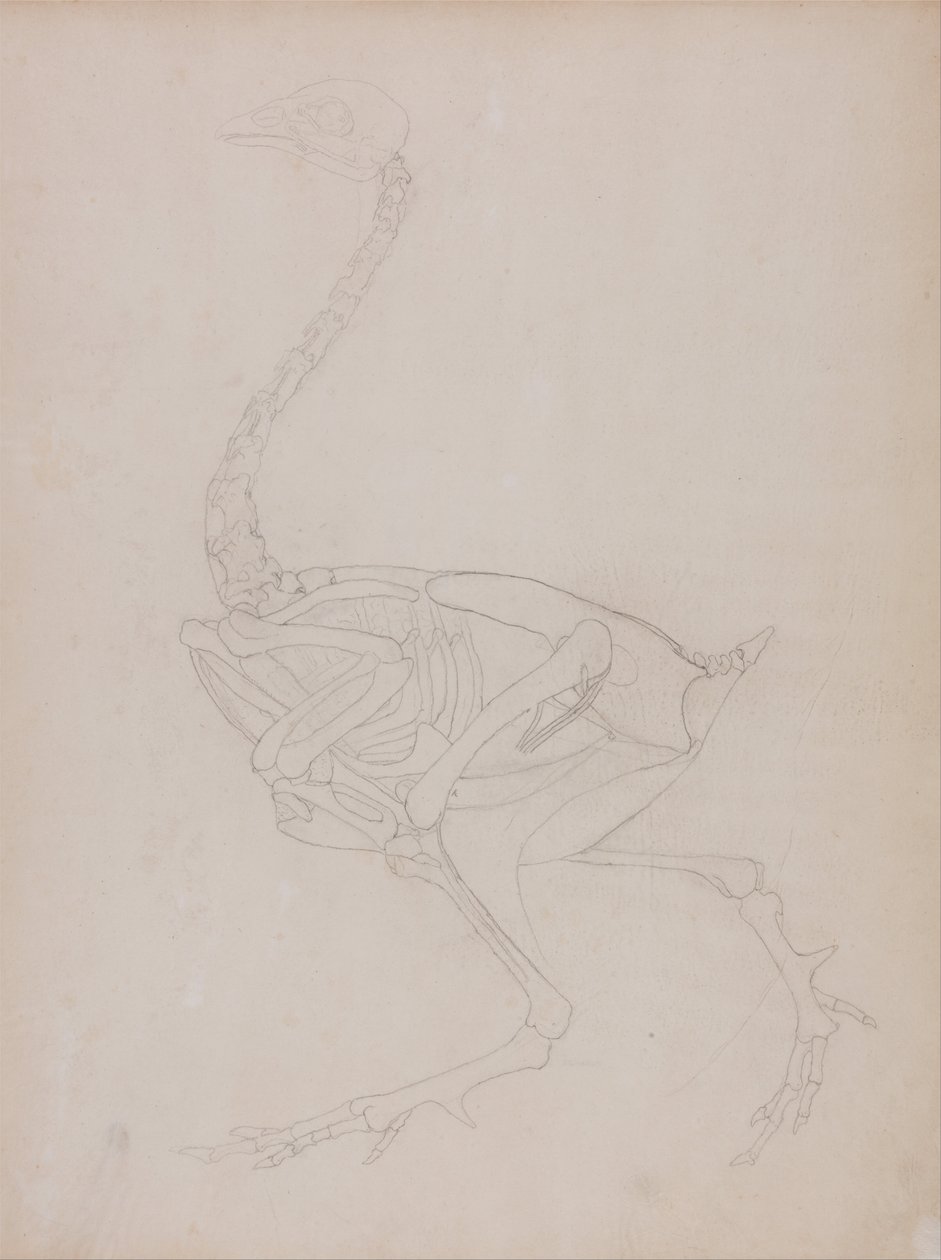 En jämförande anatomisk framställning av människokroppens struktur med tigerns och hönsfågelns:  Hönskropp, vy från sidan av George Stubbs