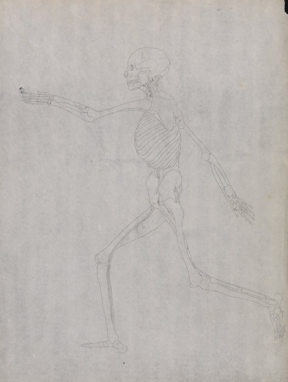 En jämförande anatomisk framställning av människokroppens struktur med tigerns och den vanliga fågelns: Människofigur, vy från sidan av George Stubbs