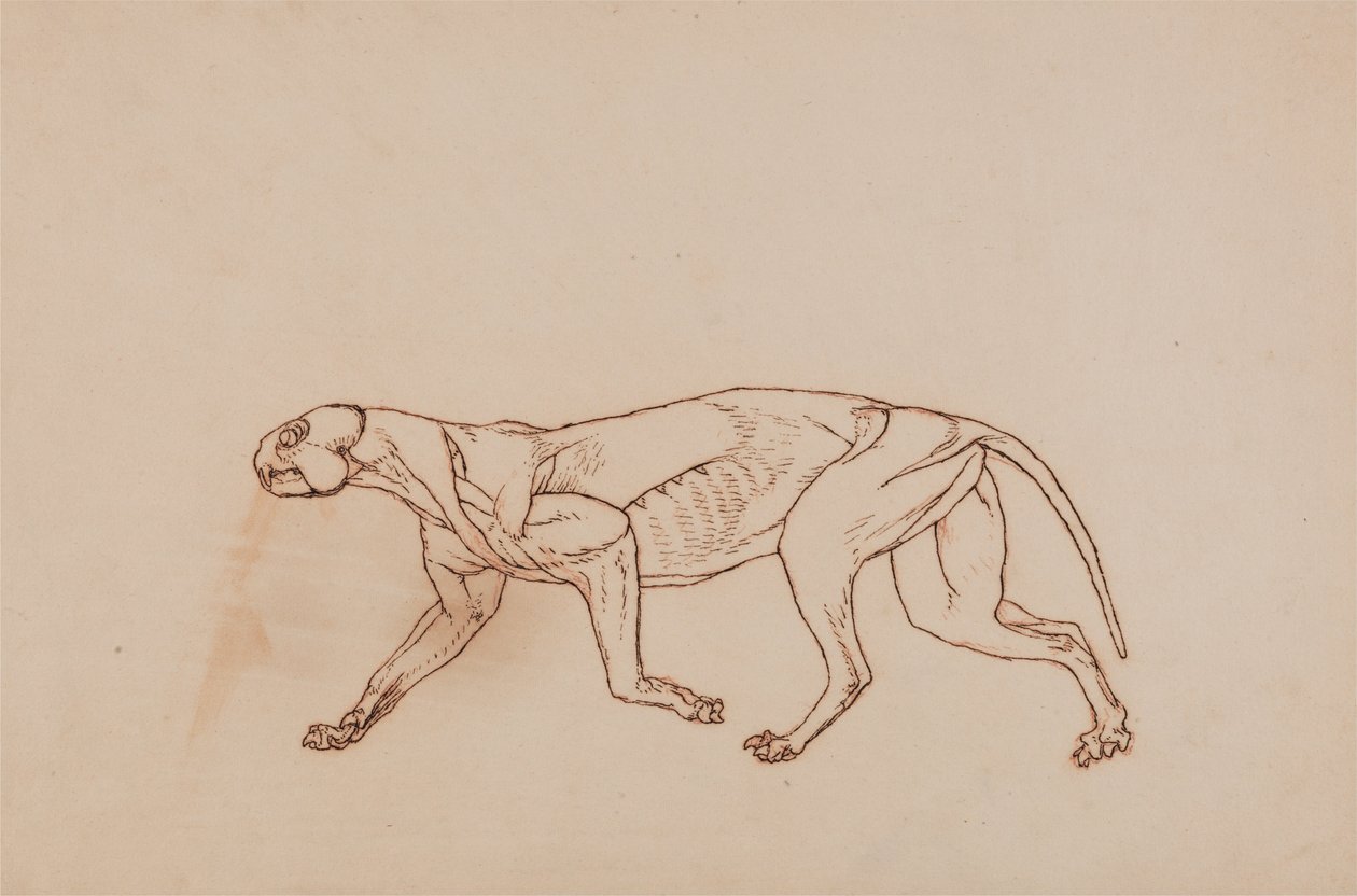En jämförande anatomisk framställning av människokroppens struktur med tigerns och en vanlig hönas:  Leopardkropp, vy från sidan (senare stadium i dissektionen, ytlig bindväv och öron avlägsnade) av George Stubbs