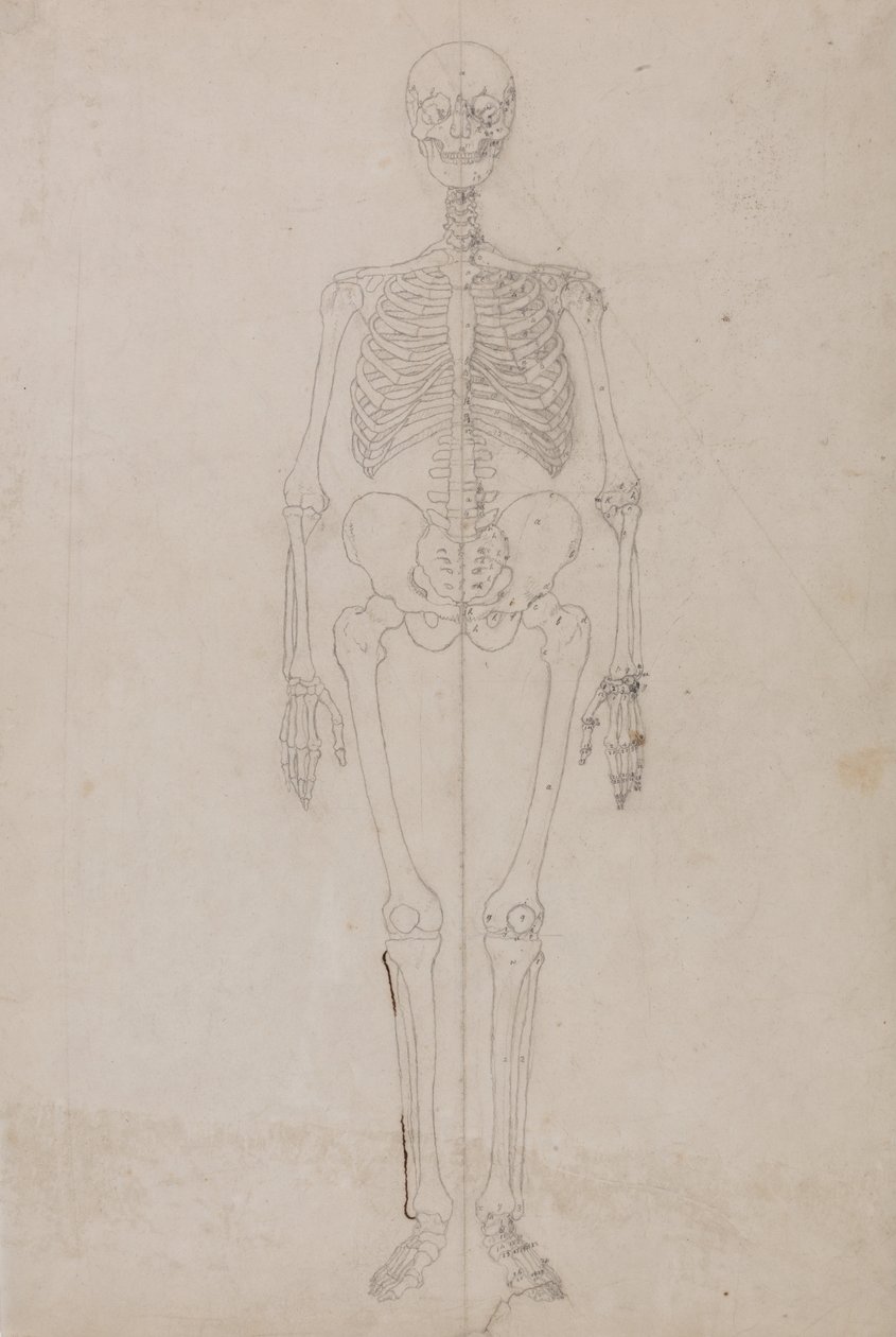 En jämförande anatomisk framställning av människokroppens struktur i jämförelse med tigerns och fågelns:  Människans skelett, vy framifrån (slutstudie) av George Stubbs