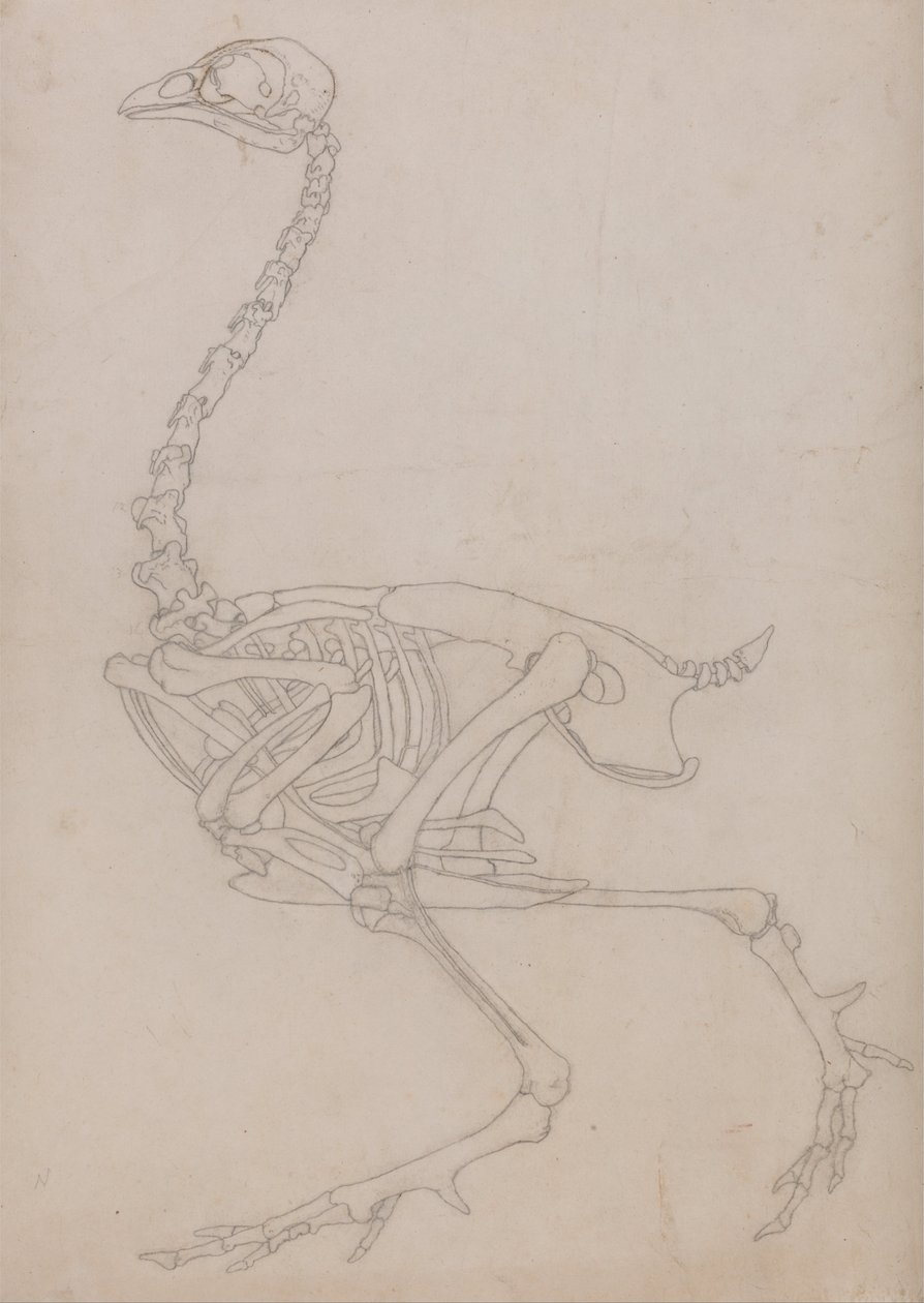 En jämförande anatomisk framställning av människokroppens struktur med tigerns och en vanlig hönas:  Fowl Skeleton, Lateral View (Översiktsritning av skelettet som framställts för nyckelfiguren till tabell V) av George Stubbs