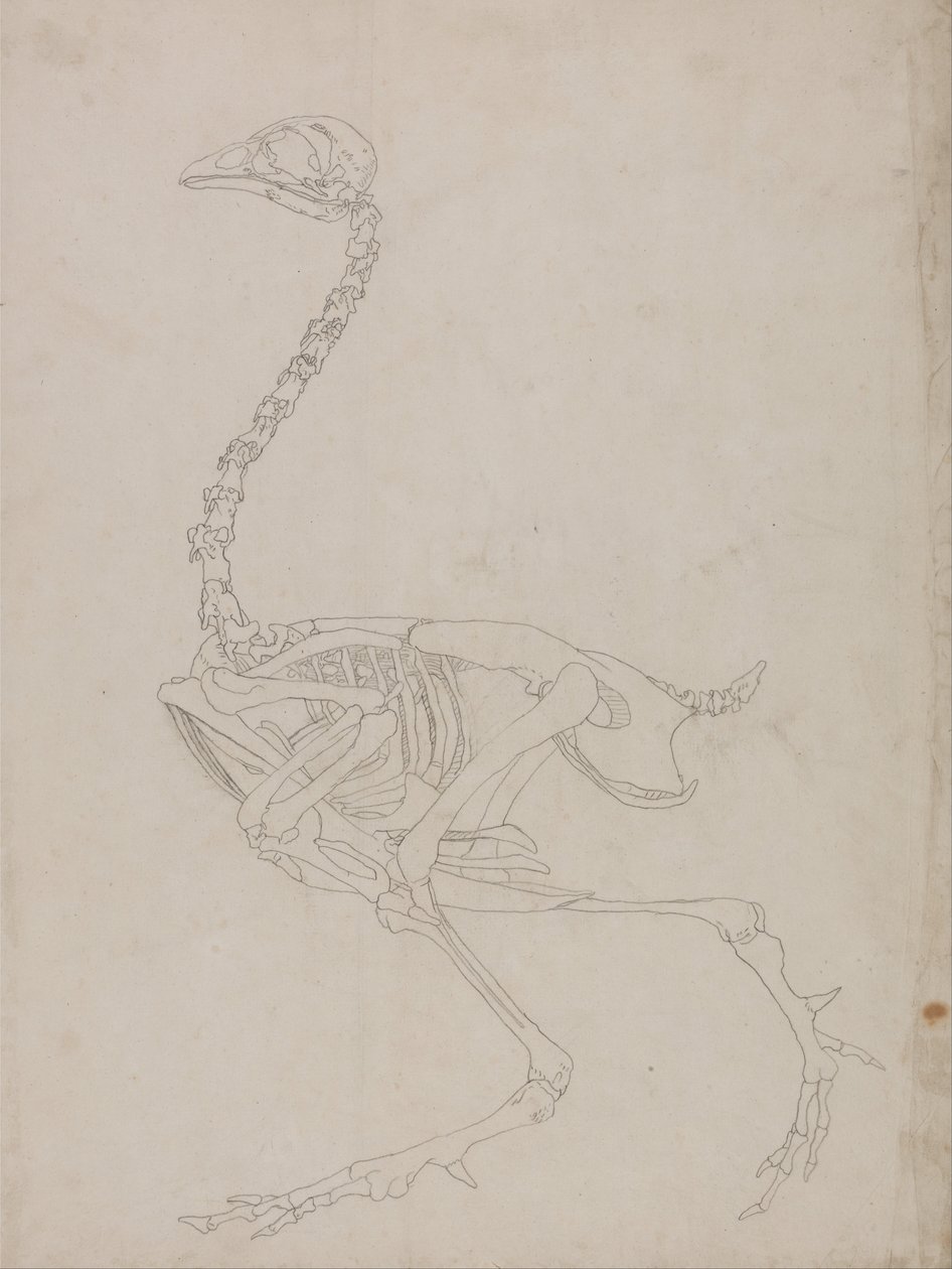 En jämförande anatomisk framställning av människokroppens struktur med tigerns och den vanliga fågelns:  Skelett av hönsfågel, sidovy (Översiktsritning av skelettet) av George Stubbs