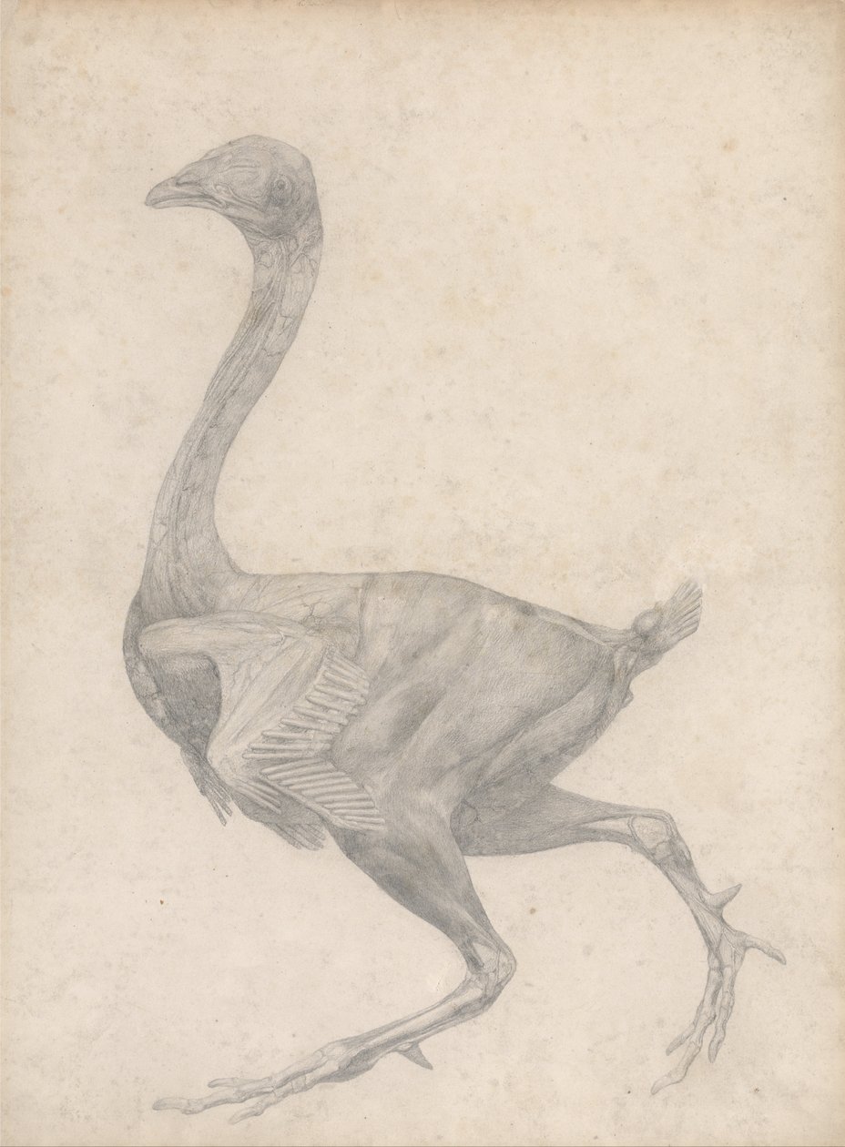 En jämförande anatomisk framställning av människokroppens struktur med en tiger och en vanlig höna: Höns, vy från sidan, med hud och underliggande fasciallager borttagna (Färdig studie för tabell XV) av George Stubbs