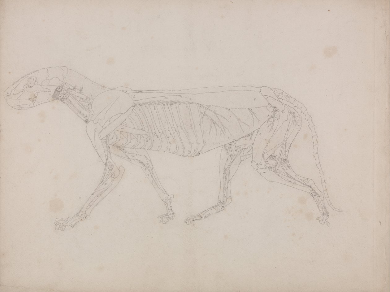 En jämförande anatomisk framställning av människokroppens struktur med tigerns och en vanlig hönas: Tigerkropp, vy från sidan av George Stubbs