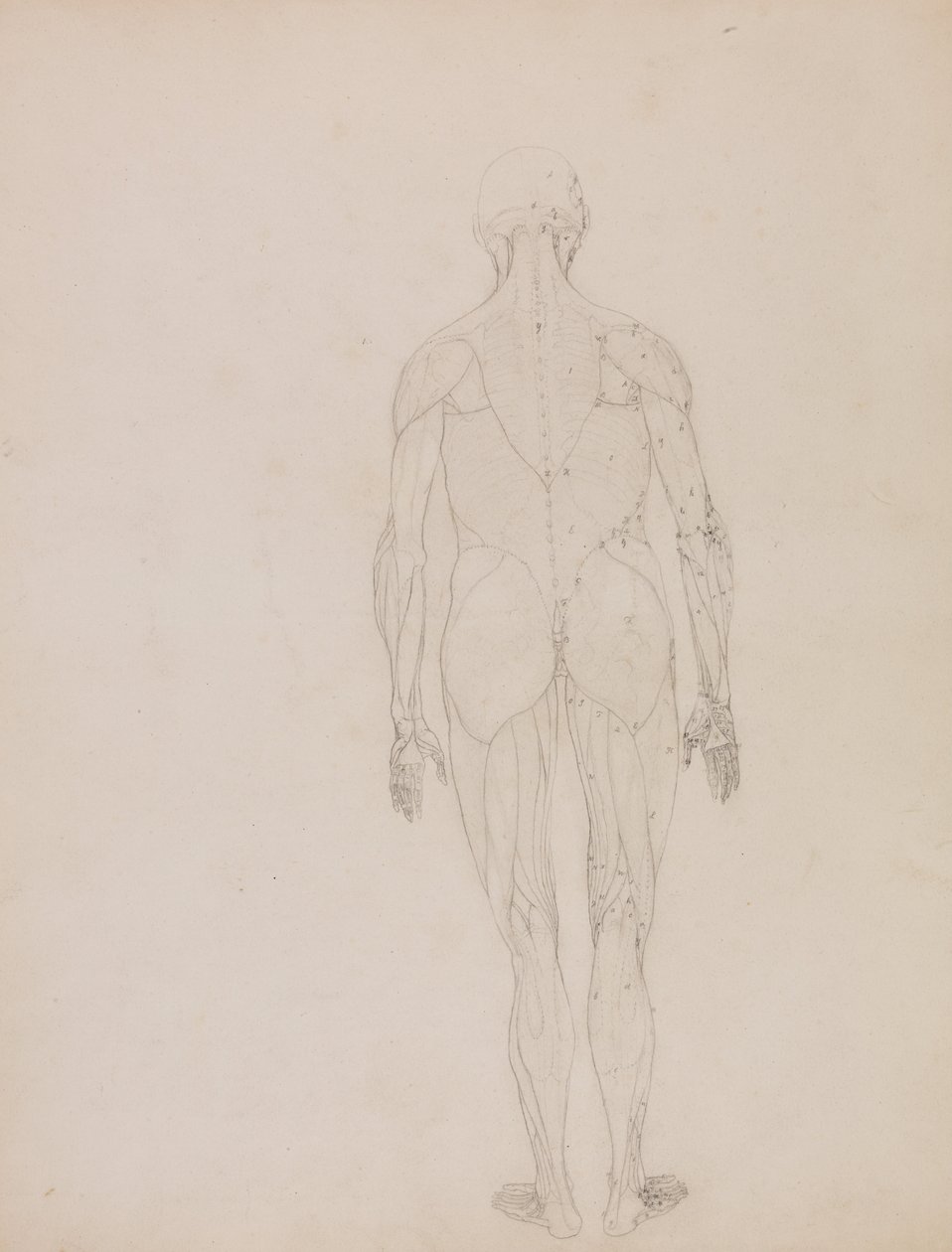 En jämförande anatomisk framställning av människokroppens struktur med tigerns och den vanliga fågelns: Människofigur, bakifrån (Översiktsritning för nyckeltal till tabell XII) av George Stubbs