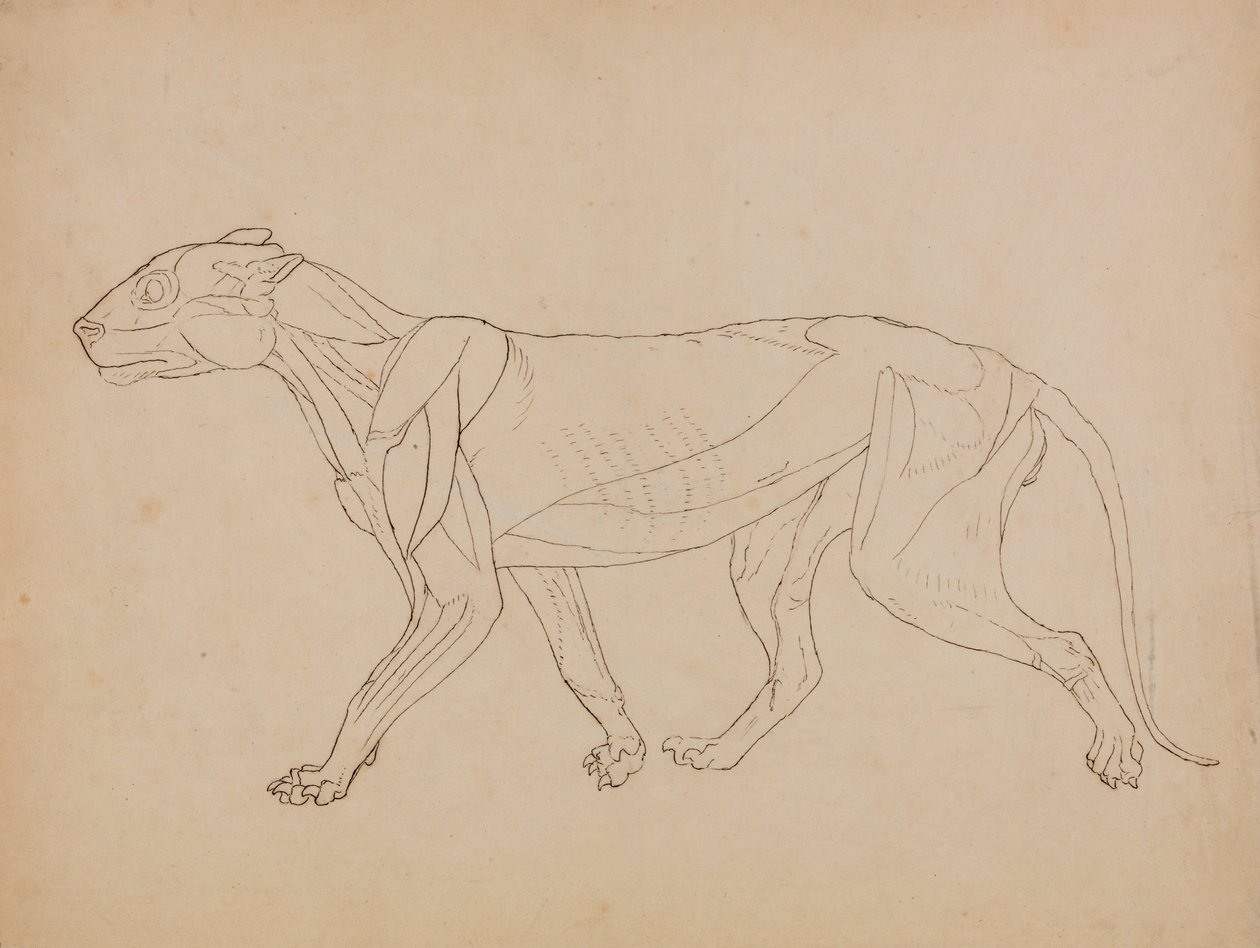 En jämförande anatomisk framställning av människokroppens struktur med tigerns och en vanlig hönas:  Tigerkropp, vy från sidan (Förmodligen gjord som grund för en nyckelfigur) av George Stubbs