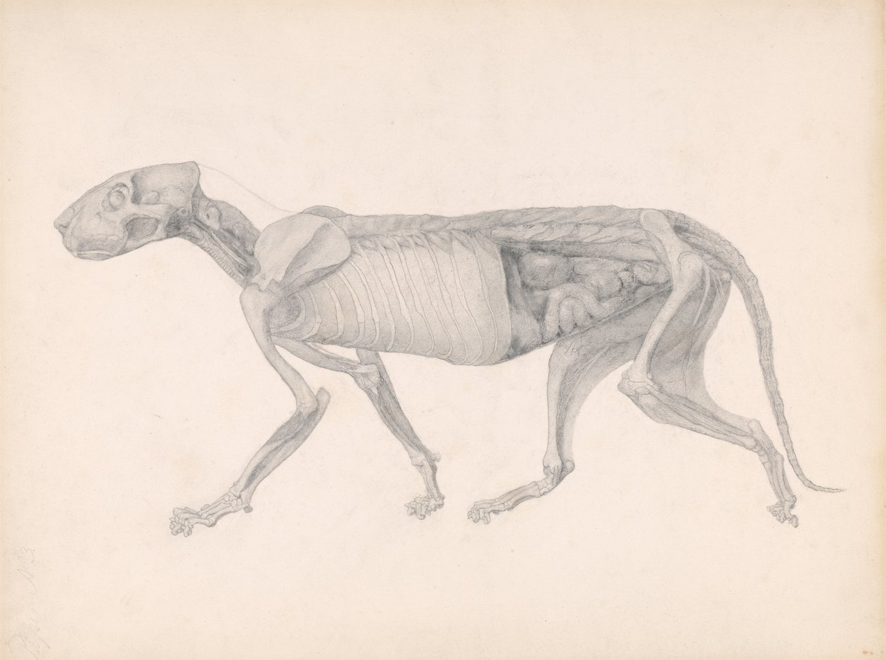 En jämförande anatomisk beskrivning av människokroppens struktur med en tiger och en höns: tigerkropp, sidovy, 1795-1806 (grafit på papper) av George Stubbs
