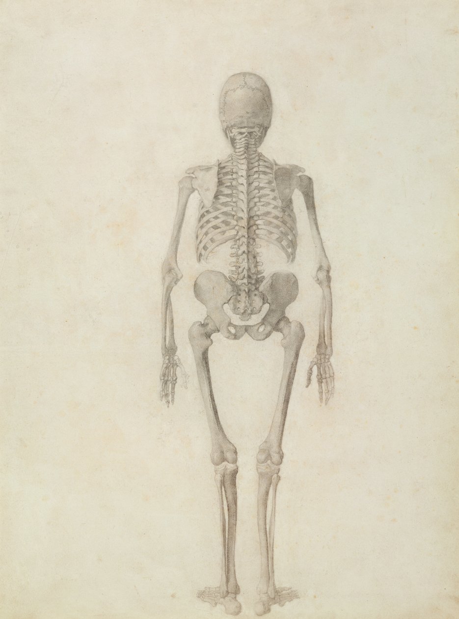 En jämförande anatomisk beskrivning av människokroppens struktur med en tiger och en höns: mänskligt skelett, bakifrån av George Stubbs