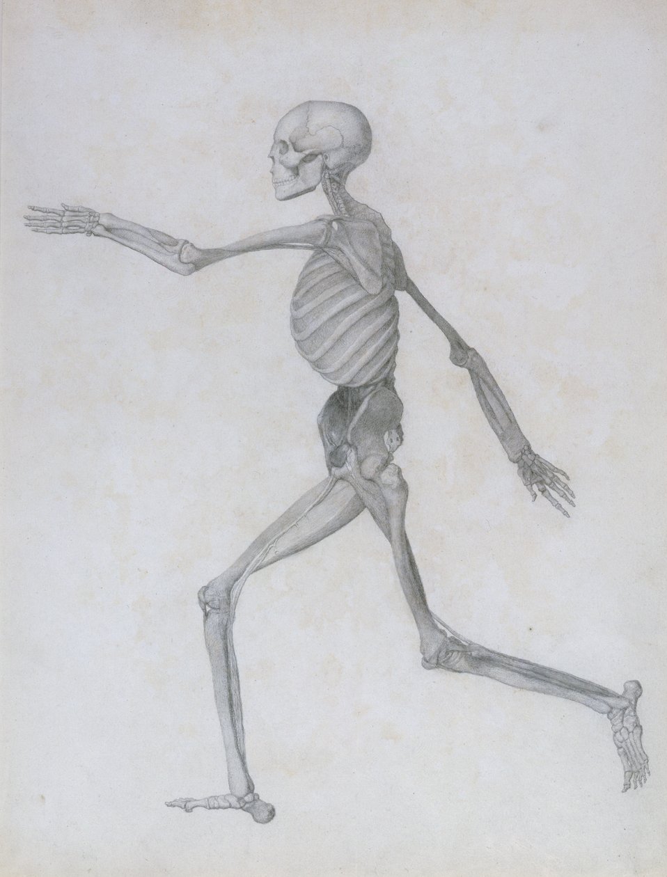 En jämförande anatomisk beskrivning av människokroppens struktur med en tiger och en höns: mänsklig figur, sidovy, 1795-1806 av George Stubbs