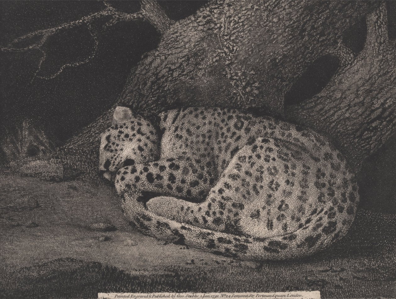 En sovande leopard, graverad av konstnären, pub. 1791 (etsning) av George Stubbs