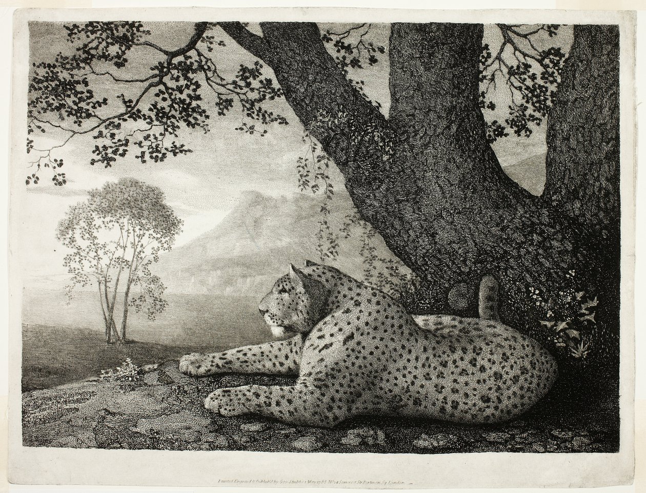 En Tyger (En liggande leopard vid ett träd) av George Stubbs