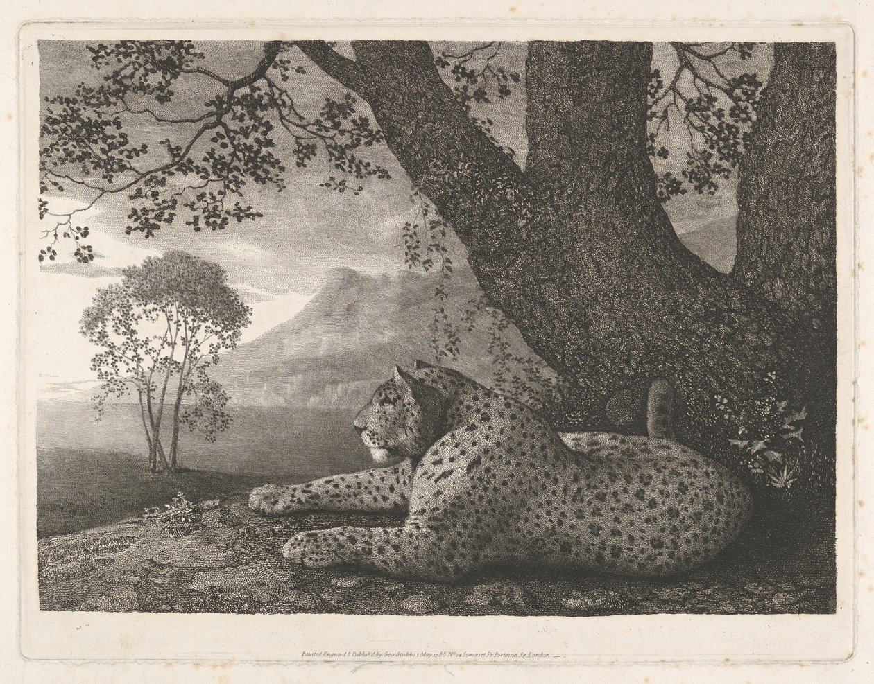 En tiger (en liggande leopard vid ett träd) av George Stubbs
