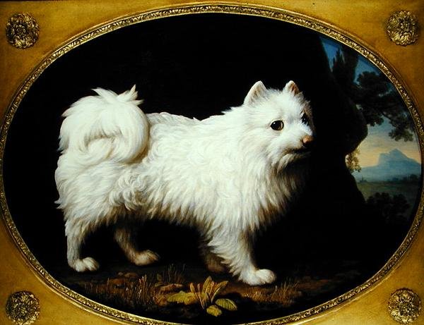 A White Spitz, ca 1770 (olja på emaljporslin) av George Stubbs
