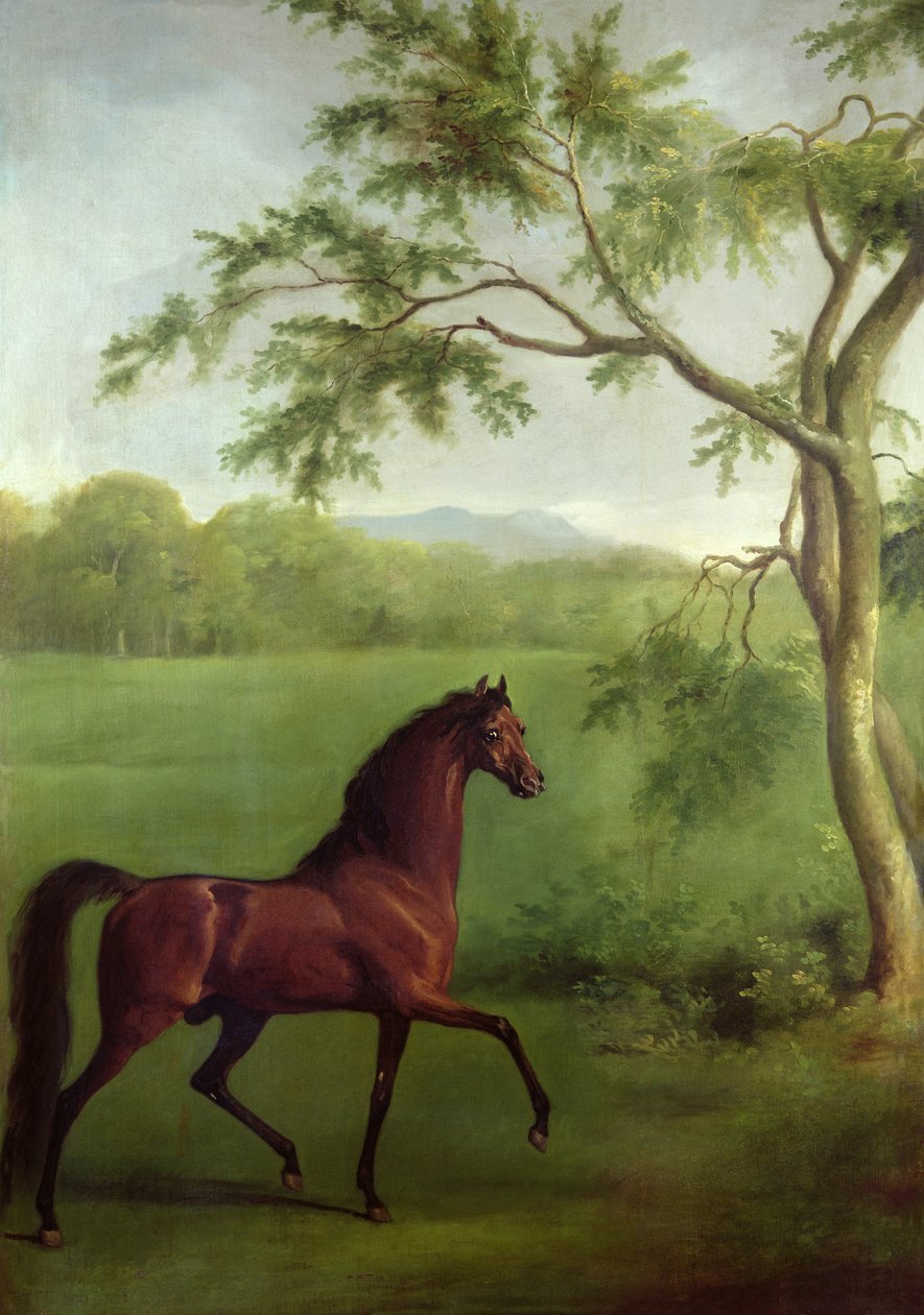 En arabisk hingst under ett träd, ca 1761-63 (olja på duk) av George Stubbs