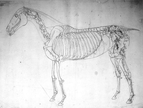 Anatomisk studie av en häst (penna & bläck och penna på papper) av George Stubbs