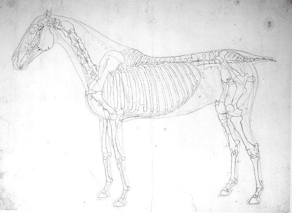 Anatomisk studie av en häst (penna & bläck och penna på papper) av George Stubbs