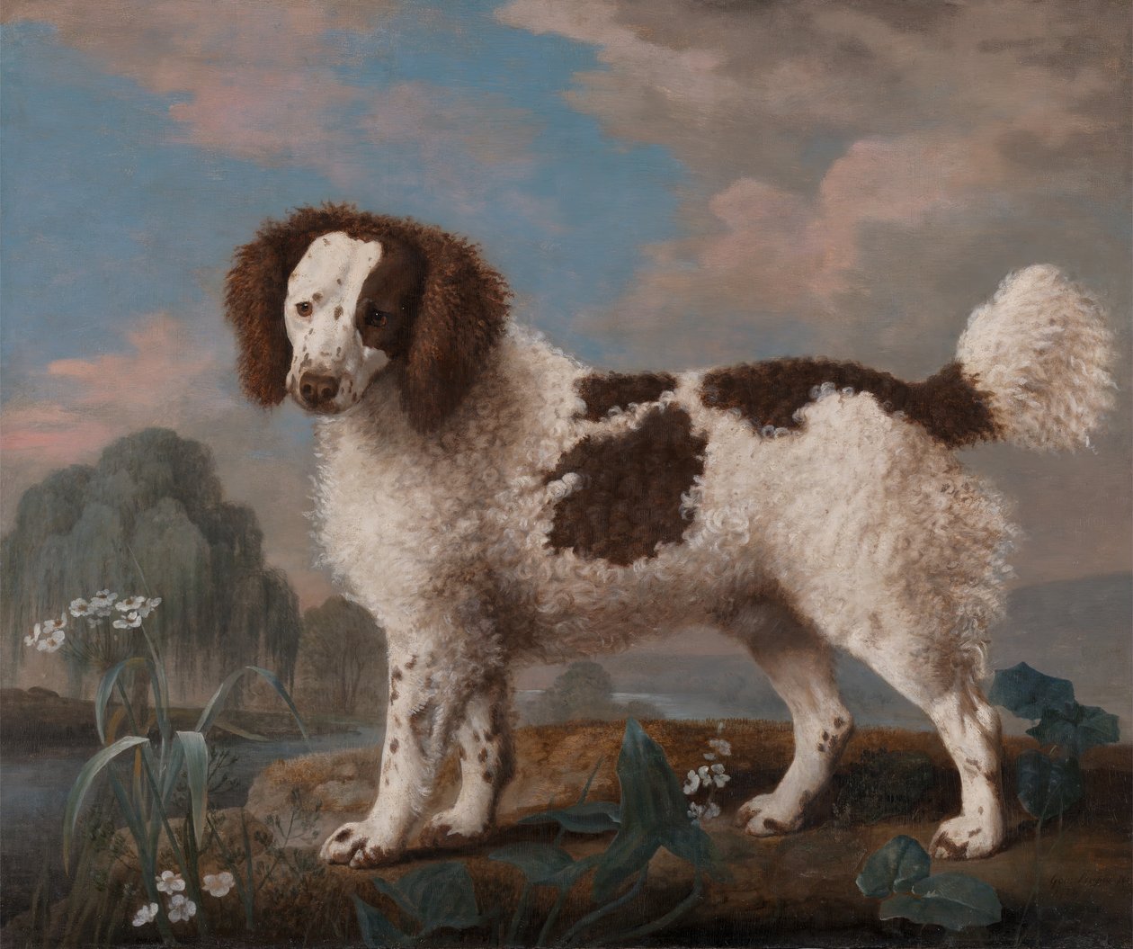 Brun och vit Norfolk eller Water Spaniel, 1778. av George Stubbs