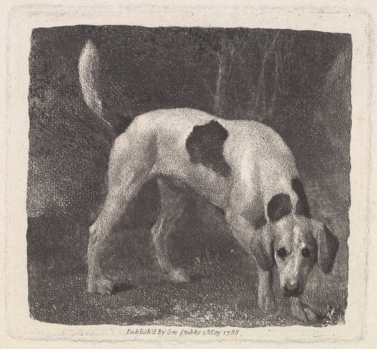 Dog (A Foxhound on the Scent) graverad av konstnären, pub. 1788 av George Stubbs