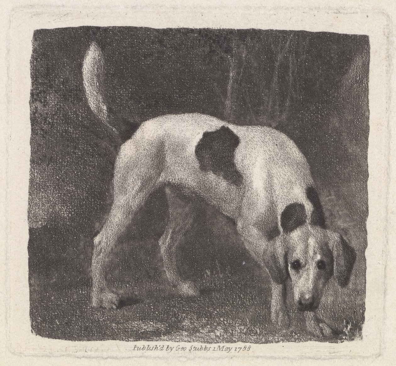 Hund [En rävhund på doften] av George Stubbs