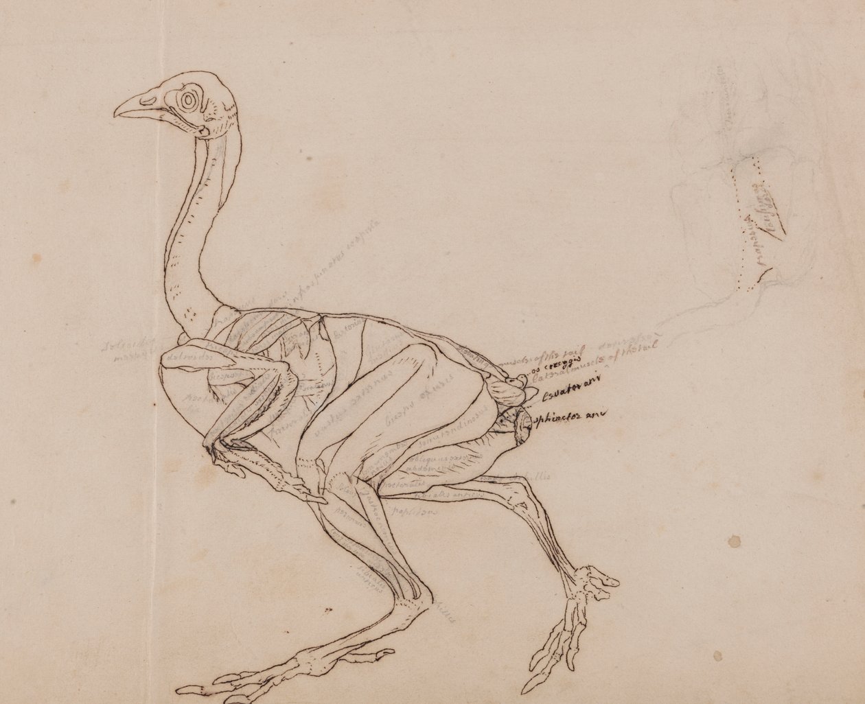 Dorking Hen Body, lateral View (konturritning av musklerna) av George Stubbs
