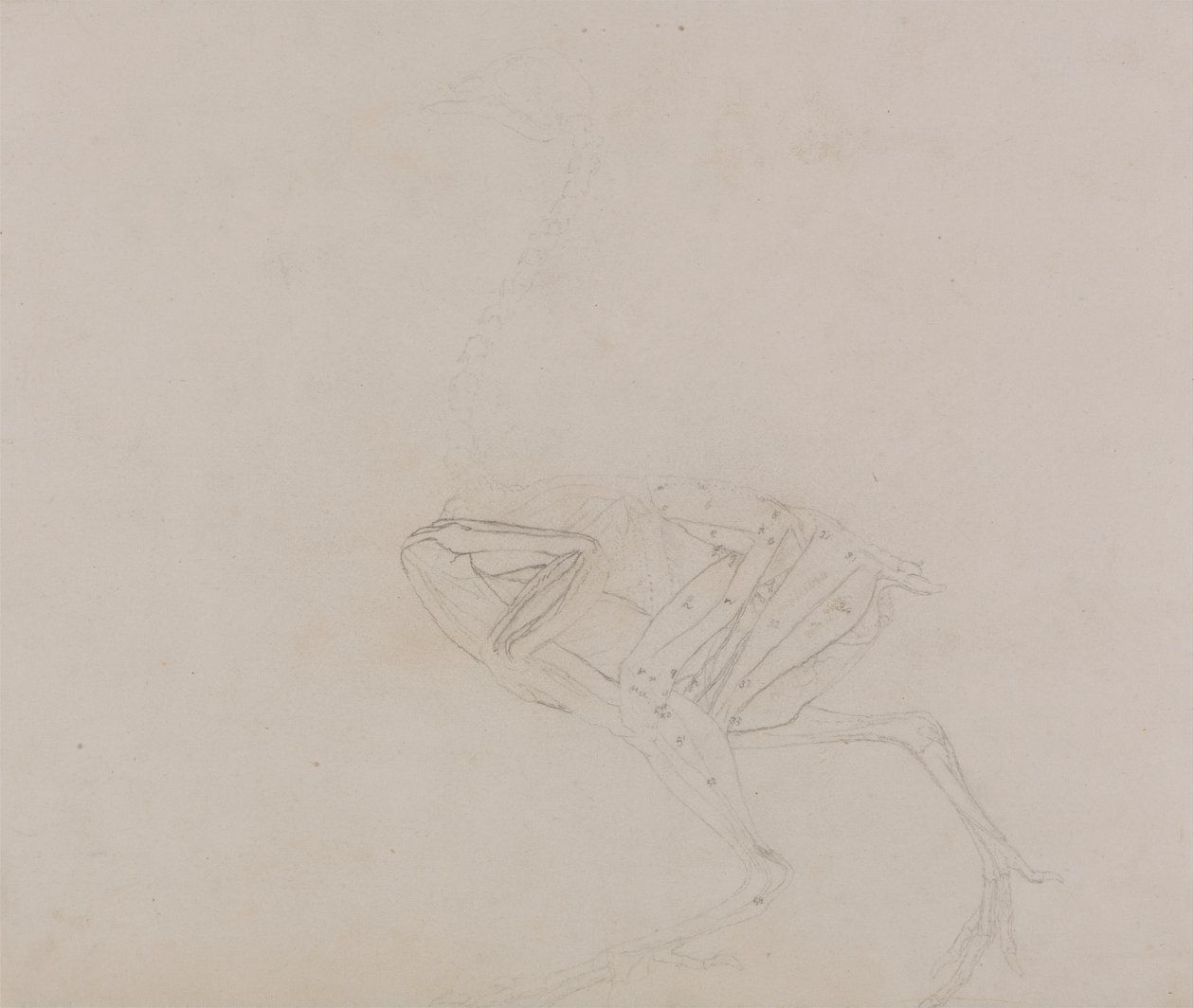 Dorking Hen Body, Lateral View (Studier av musklerna i kroppen och lemmar i ett senare skede av dissektion) av George Stubbs