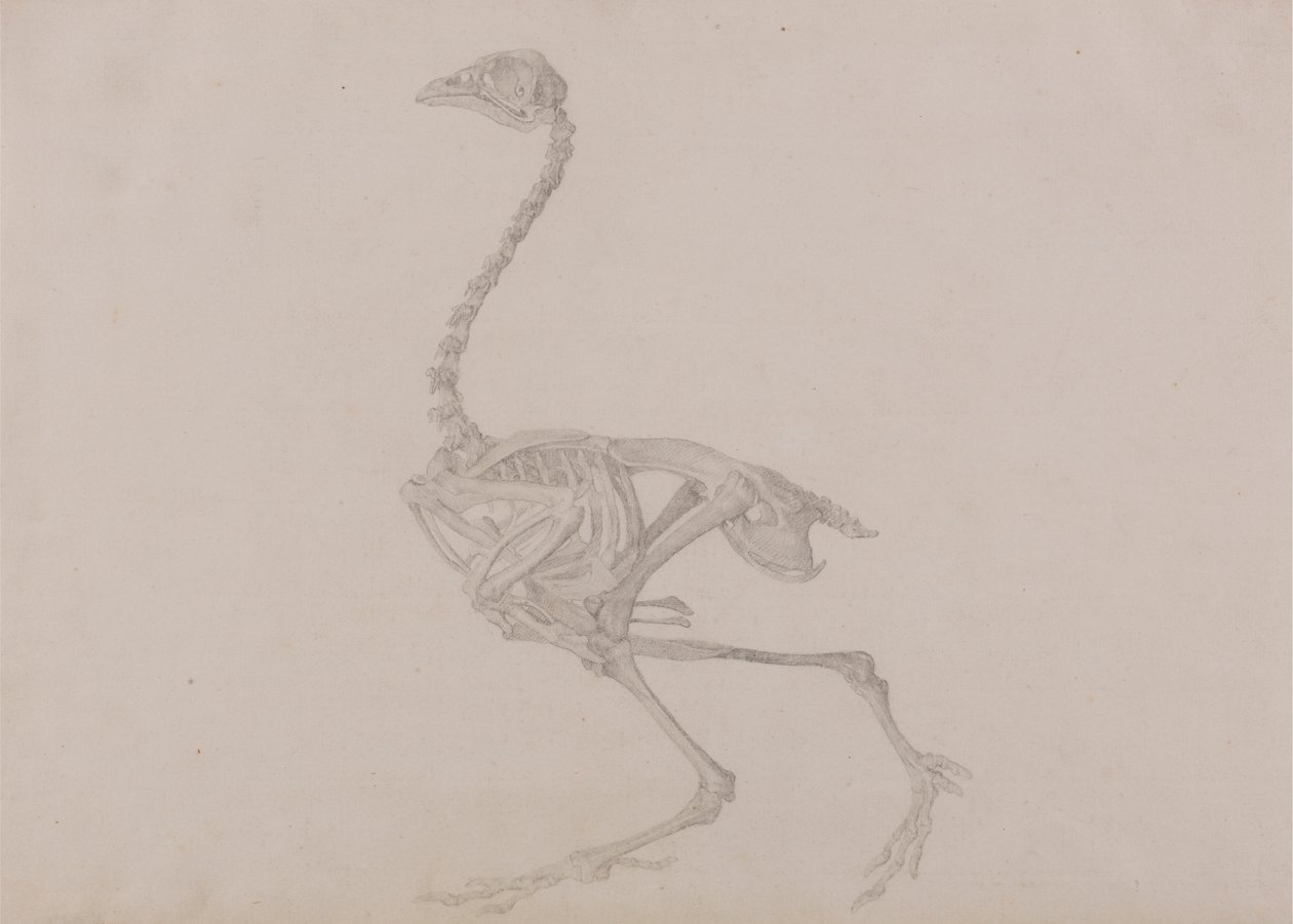 Dorking Hen Skeleton, Lateral View (Färdig studie för en opublicerad tabell) av George Stubbs