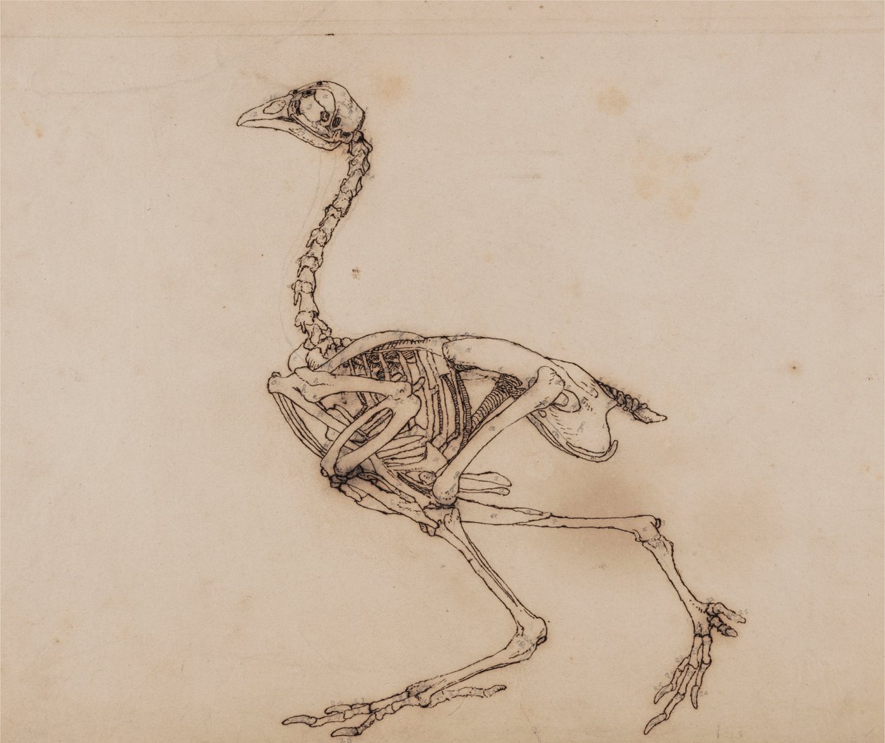 Dorking Hen Skeleton, Lateral View (förmodligen förberedd för en opublicerad nyckelfigur) av George Stubbs