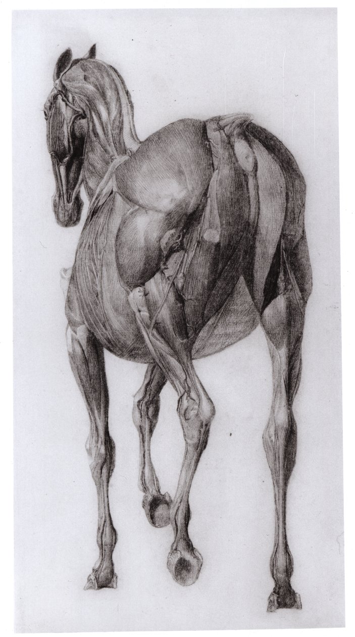 Ryggvy av muskelstrukturen hos en progressivt dissekerad häst, studie nr 7 från The Anatomy of the Horse, 1766 av George Stubbs